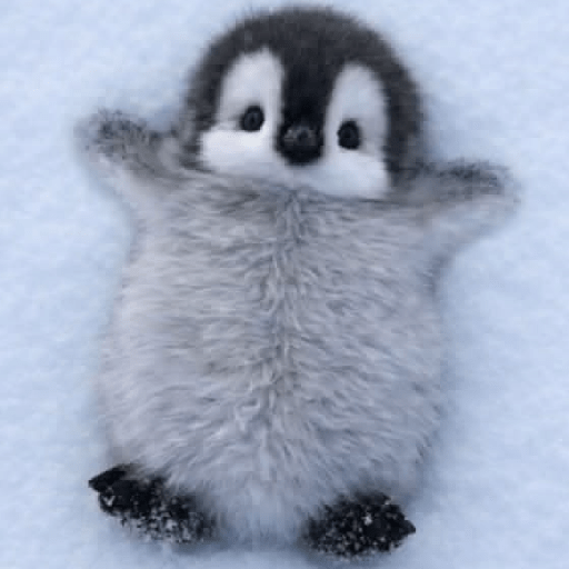 Pingüinos Stickers Varios 🐧  9