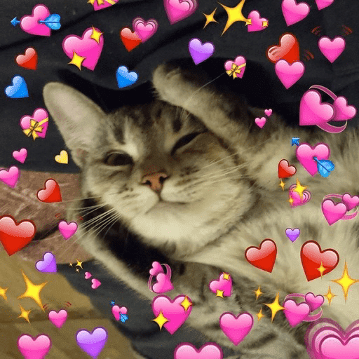 Gatos 💕 9