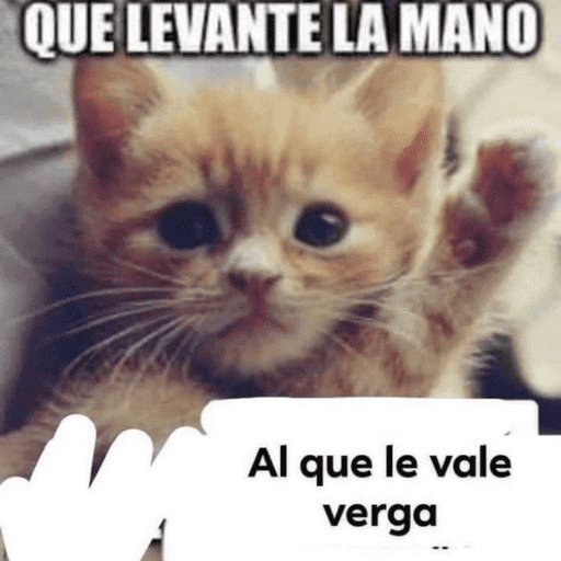 Gatos Majaderos 😳 3