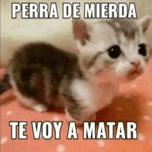 Gatos Majaderos 😳 15
