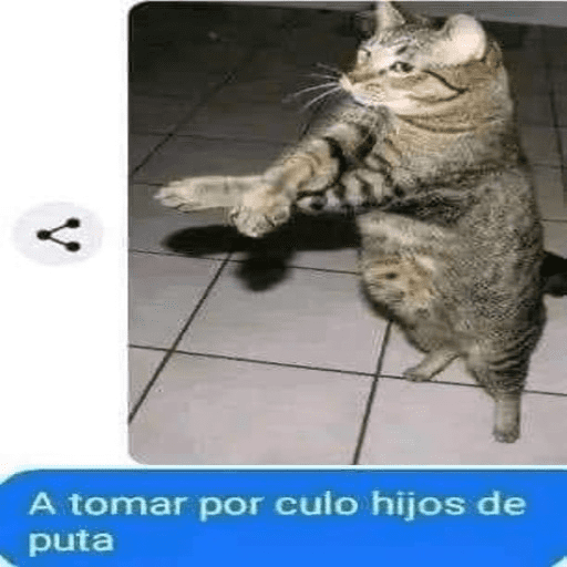Gatos Majaderos 😳 5