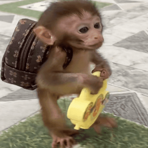 Monitos 🐒🤎 3