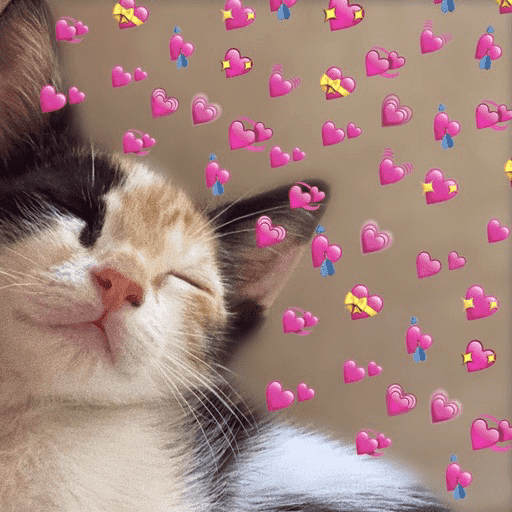 Gatos 💕 7