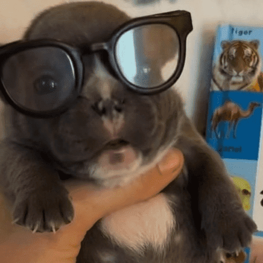 Pibble 🦴 7
