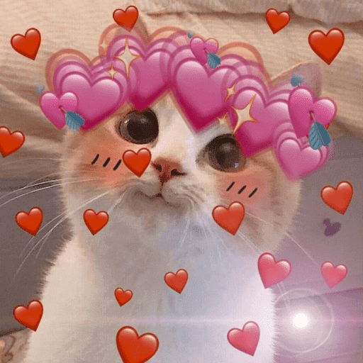 Gatos 💕 5