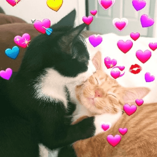 Gatos 💕 13