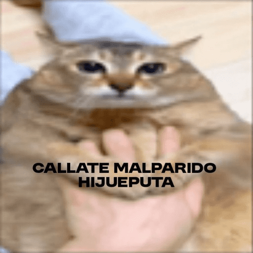 Gatos Majaderos 😳 12