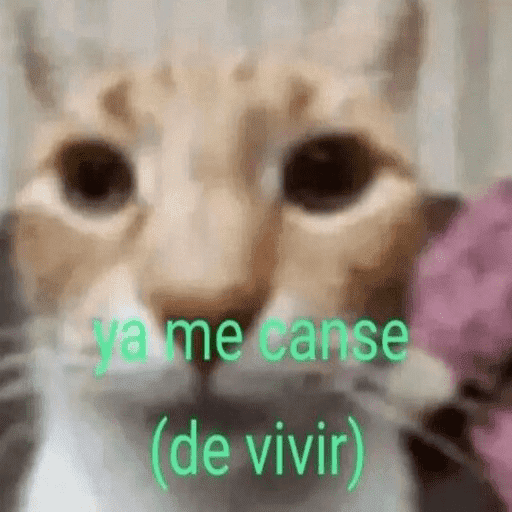 Gatos Majaderos 😳 13