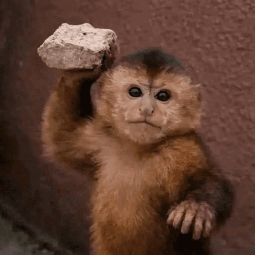 Monitos 🐒🤎 1
