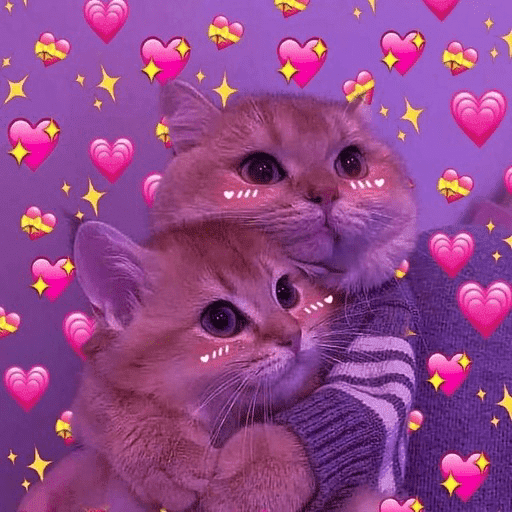 Gatos 💕 3