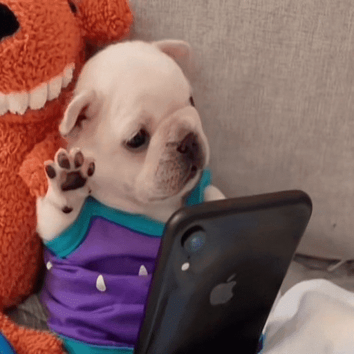 Pibble 🦴 10