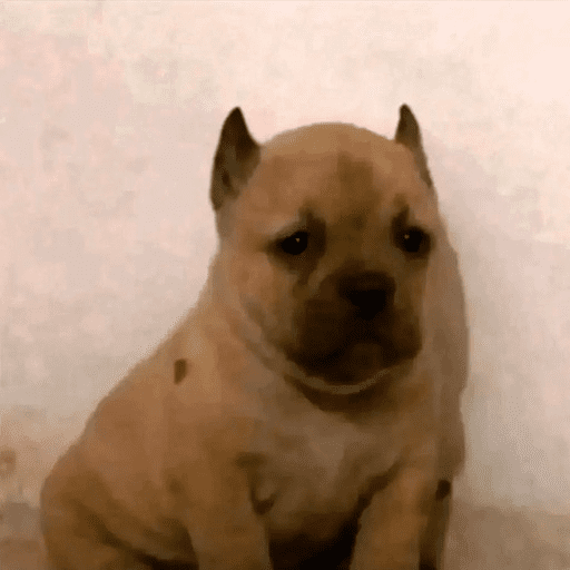 Pibble 🦴 15