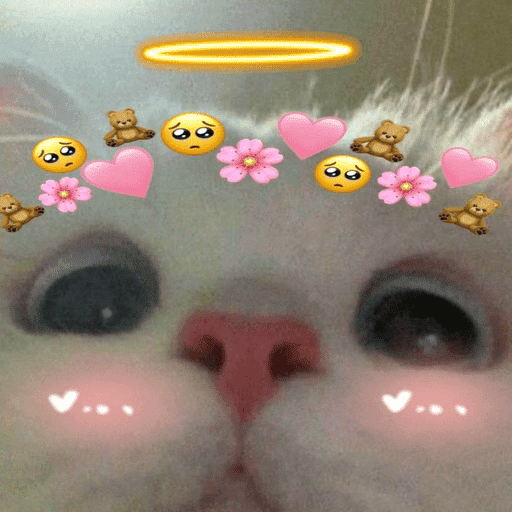 Gatos 💕 6