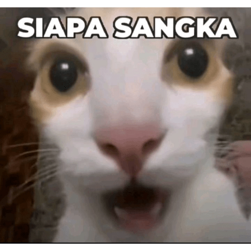 Sticker kucing meme 8