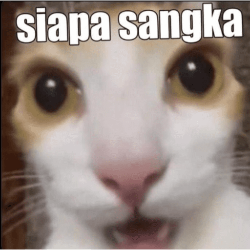MEME KUCING BARU 2026🐱 3