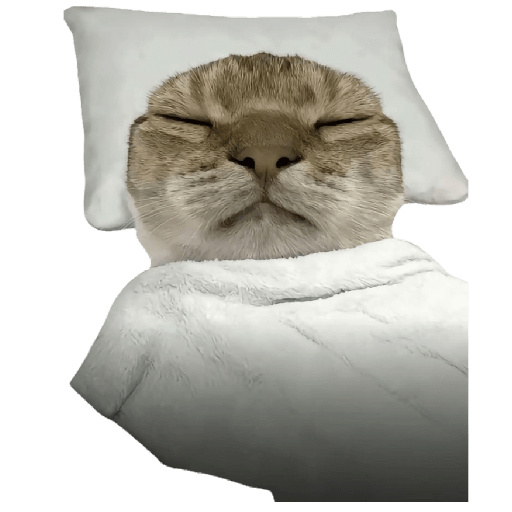 Hachimi kucing meme 17