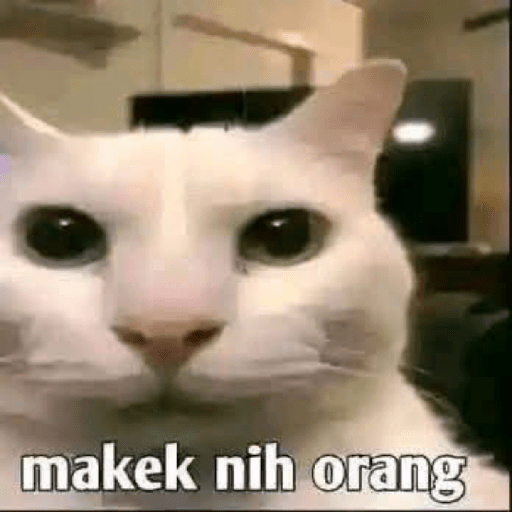 Sticker kucing meme 4