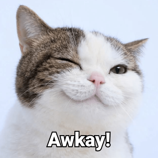 Meme Kucing 🐈 9