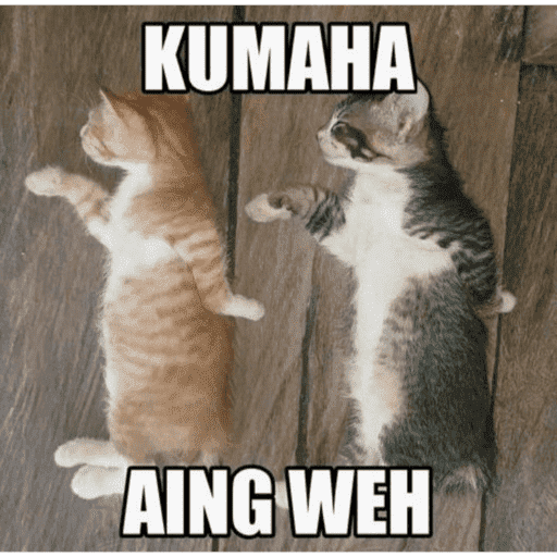 MEME KUCING 15