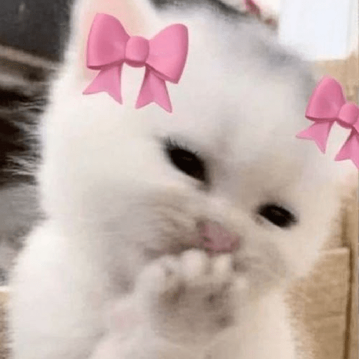 Meme Kucing 🐈 1