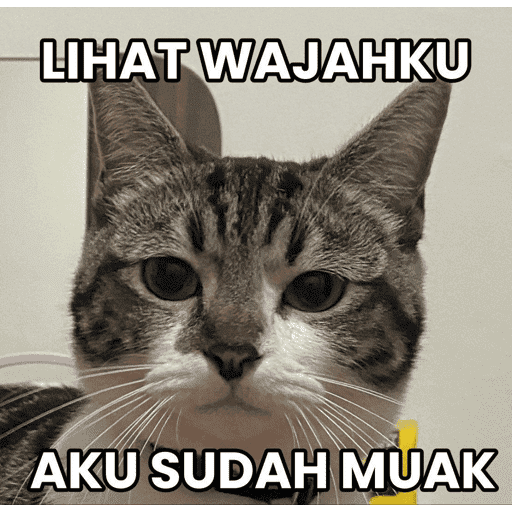 MEME KUCING 11
