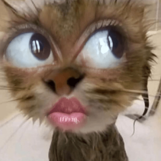 Meme Kucing 🐈 4