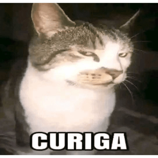 MEME KUCING BARU 2026🐱 2