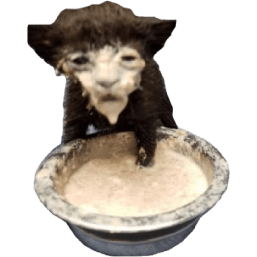 Hachimi kucing meme 10