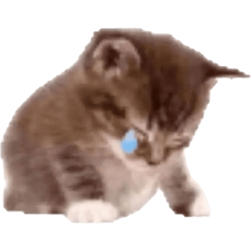 Hachimi kucing meme 9
