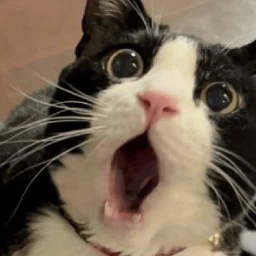 Meme Kucing 🐈 6