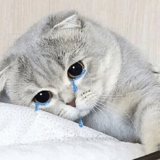 Meme Kucing 🐈 14