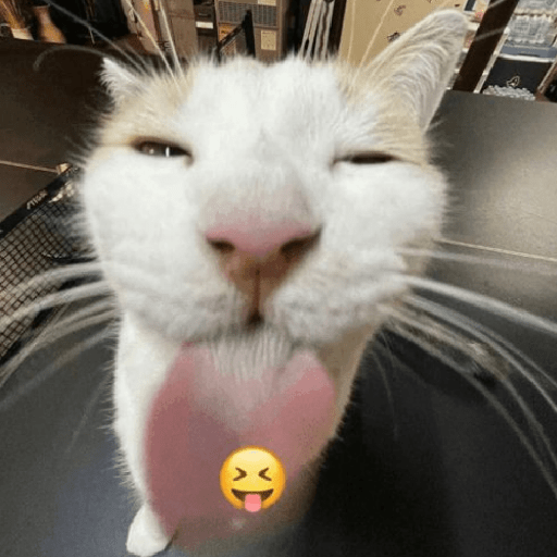 Hachimi kucing meme 3