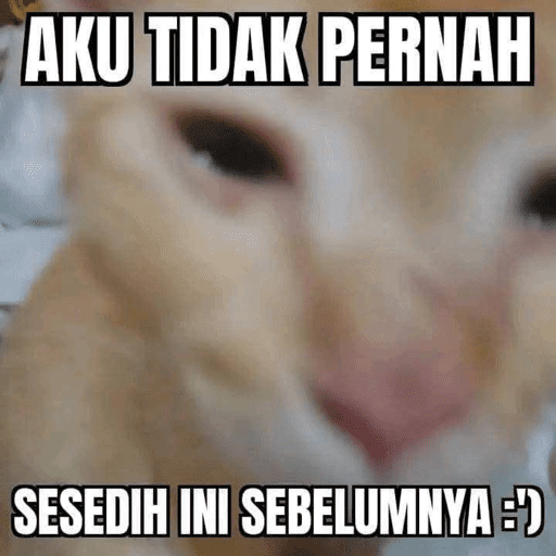 MEME KUCING 10