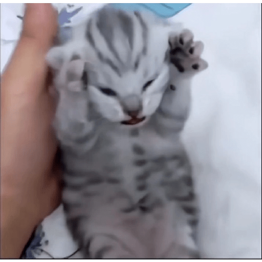 KUCING IMUT  30