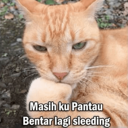 MEME KUCING 8
