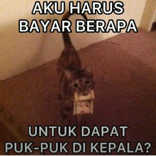 Meme kucing lucu 8