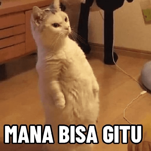 Meme kucing lucu 2
