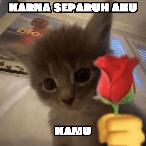 MEME KUCING 11