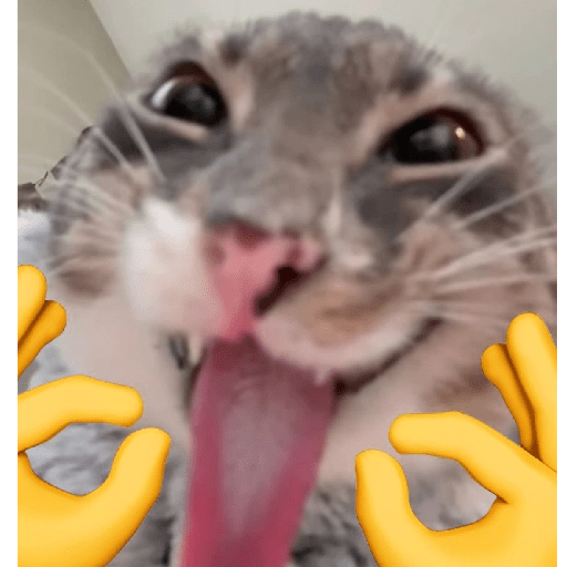 MEME KUCING 4