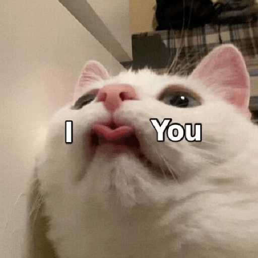 Meme kucing lucu 19