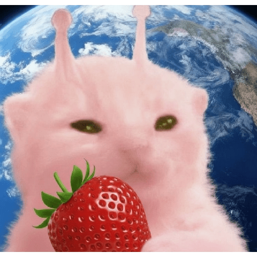KUCING IMUT  27