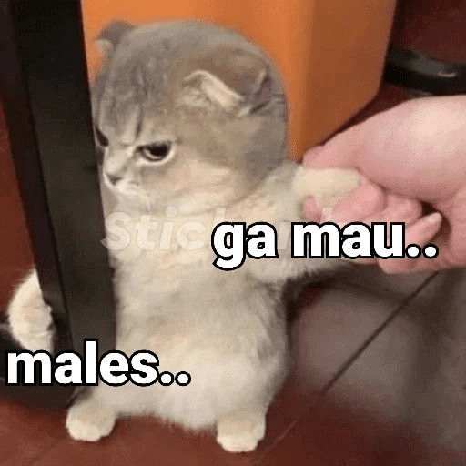 Meme kucing lucu 23