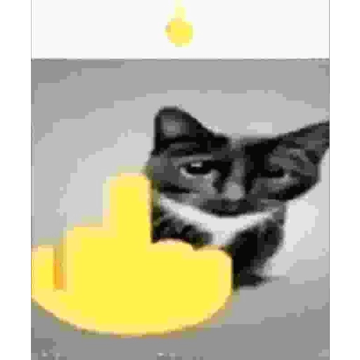 KUCING IMUT  5