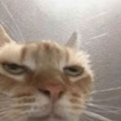 Kucing meme 8