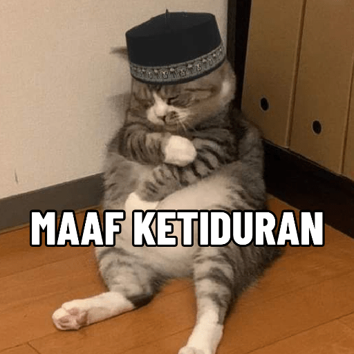 KUCING 11