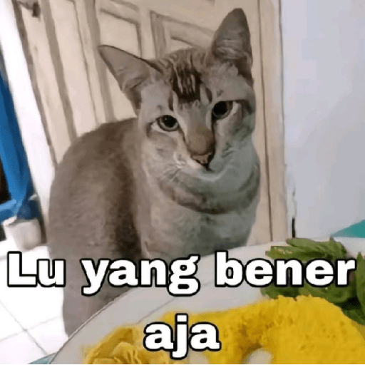 MEME KUCING 6
