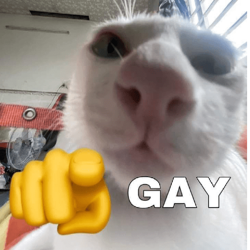 Kucing meme 7