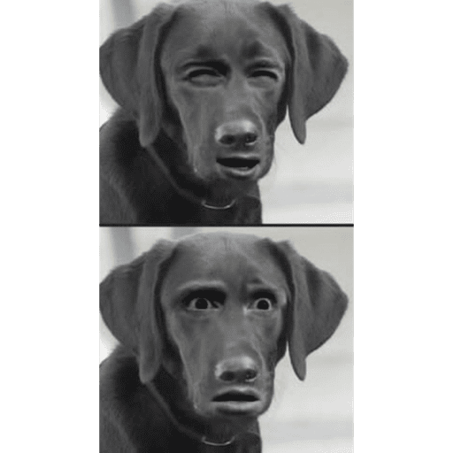 CATS AND DOGS MEME 14