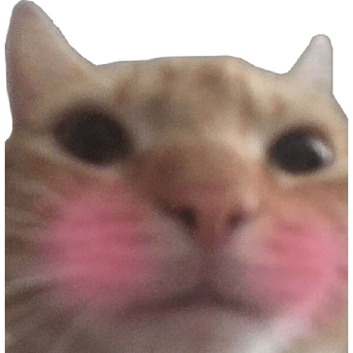 KUCING IMUT  18