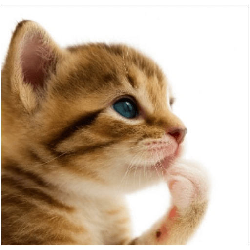 KUCING IMUT  2